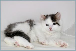 Male Siberian Kitten from Deedlebug Siberians